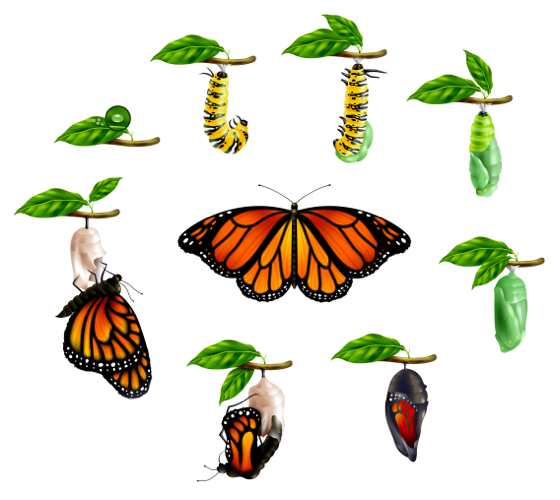 Zwinne transformacje